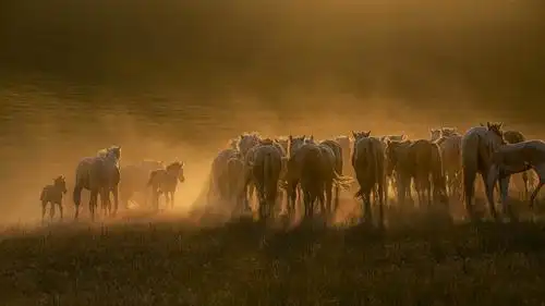 草原魂～～～～～我拍蒙古马