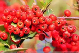 四川东北部野生的红色小浆果,请问那个叫什么学名