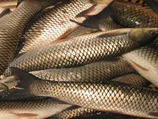原生态无污染食用淡水鱼天然养殖鲜美肉嫩草鱼安全食用鱼批