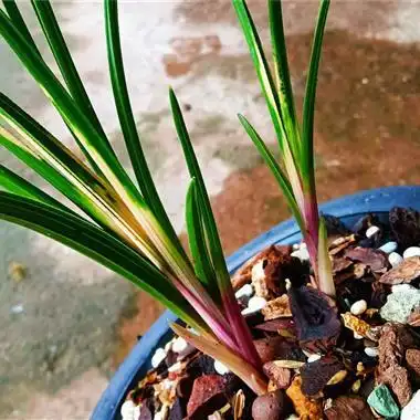 蕙兰红香妃斑草 - 中国兰花交易网