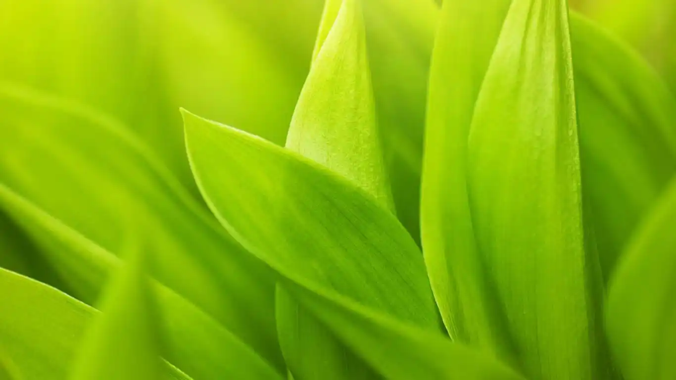 小清新自然风光绿色护眼桌面壁纸