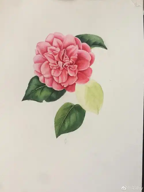 水彩茶花,获多福300g细纹,白夜大师级水彩,黑天鹅4号