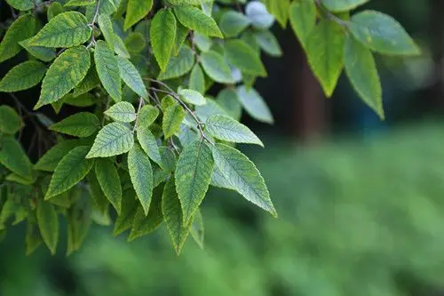 东郊古树名木赏析之十六:榉树