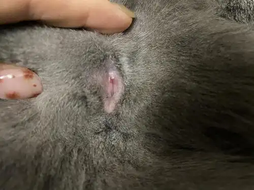 求助母猫9个月尿道口红肿怎么回事有图慎入