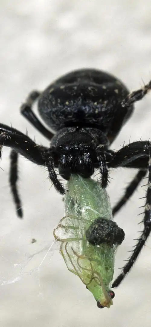 黑蜘蛛,昆虫 1242x2688 iphone xs max 壁纸,图片,背景,照片