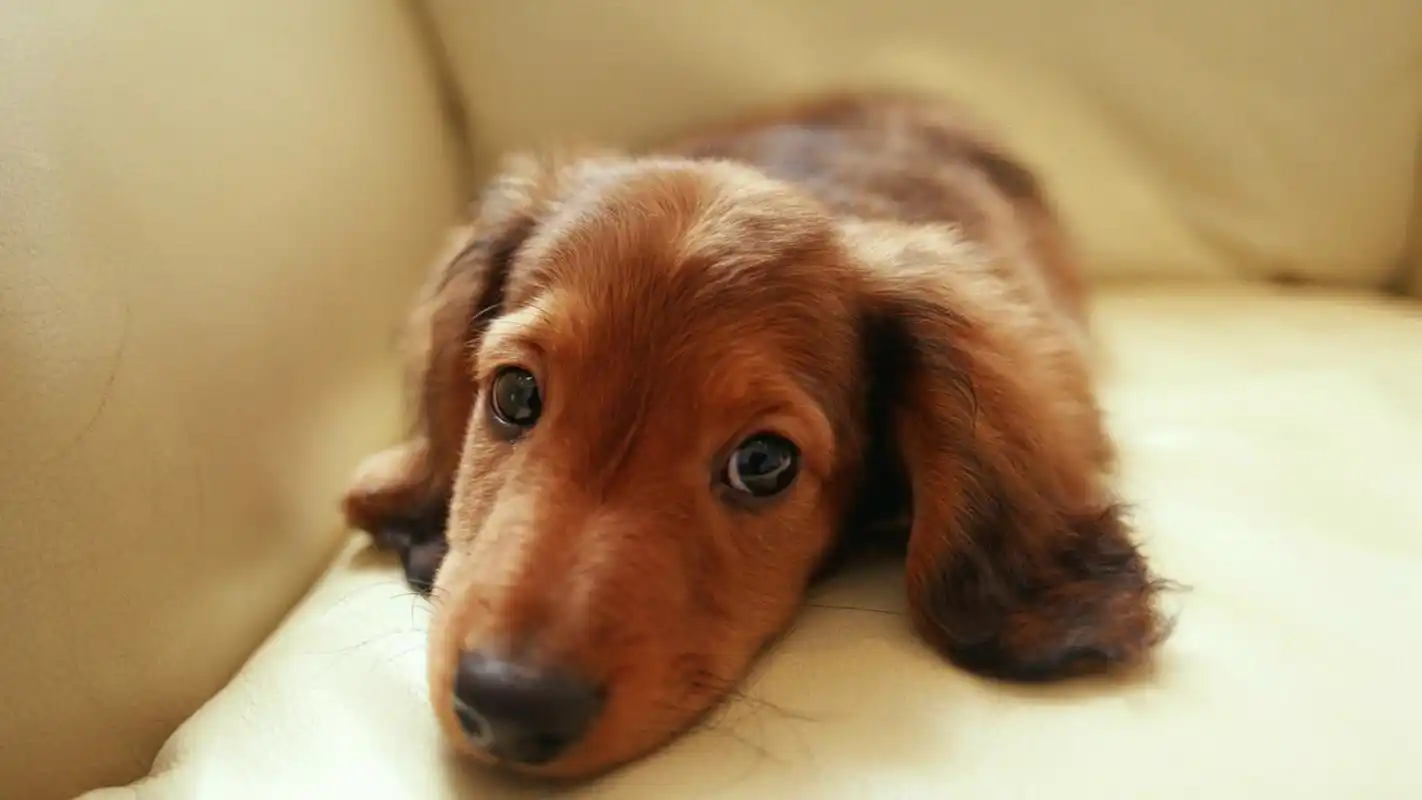 可爱萌宠汪星人治愈系高清桌面壁纸高清大图预览1920x1080_动物壁纸