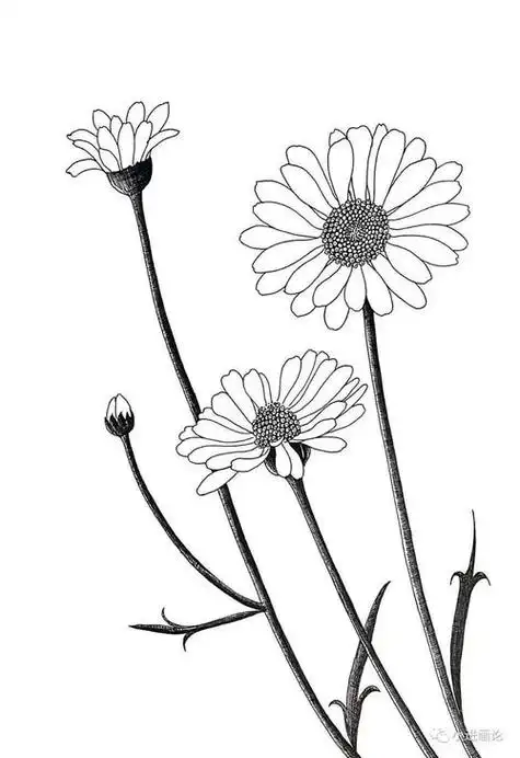 小雏菊简笔画 小雏菊简笔画手绘