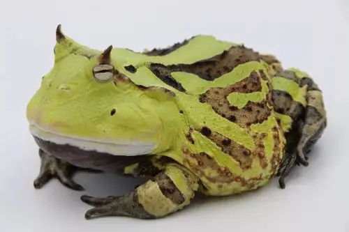 霸王角蛙是人气王哦!