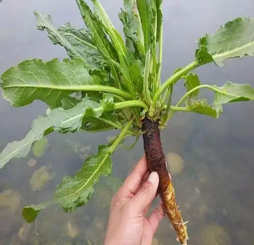 农村"通便草",可以治便秘烫伤,拿金子都不换,可见其价值珍贵