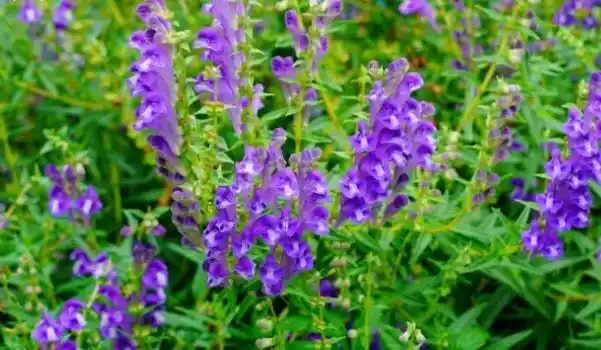 黄芩长什么样子的图片黄芩的营养价值及功效与作用