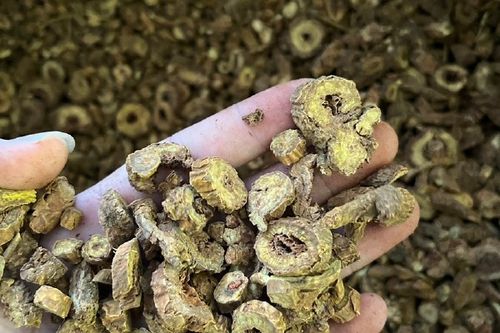 5/斤 黄芩批发黄芩茶山茶根黄琴煲汤料黄芩干甘肃黄芩无硫黄芩