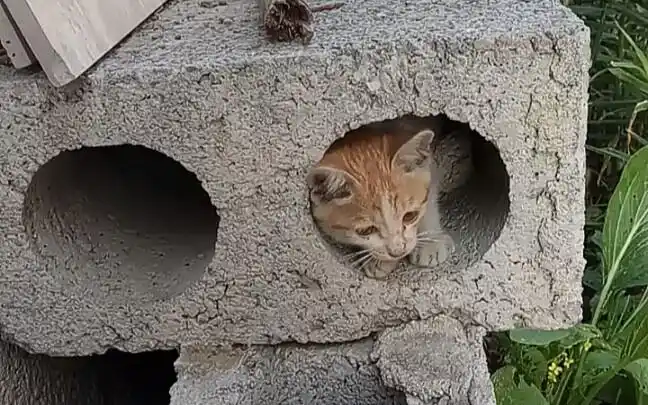 巴掌大的可爱小野猫,住在我家了,很喜欢钻进洞里