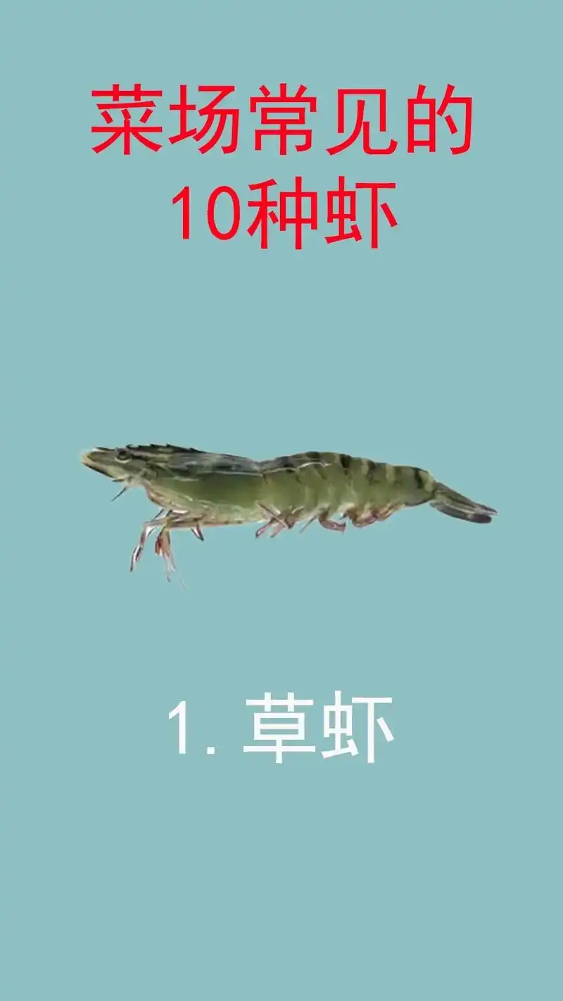 菜市场10种常见的虾你认识几种?这10个虾的品种能认识一半都 - 抖音