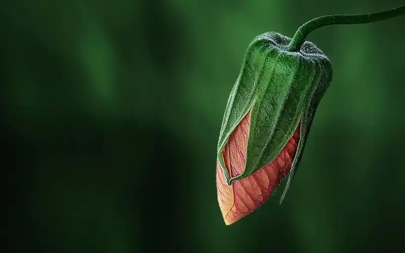 精选大自然清新好看的花草植物风景图片合集电脑桌面壁纸下载6p