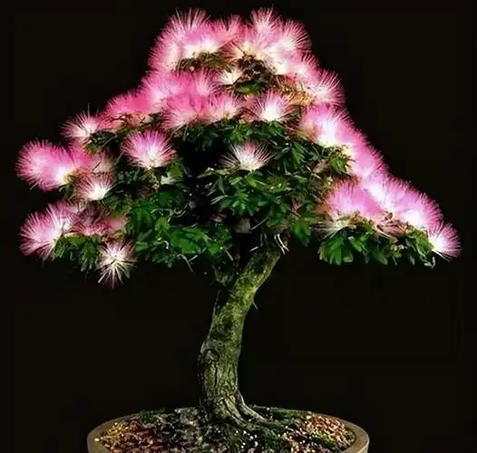 合欢树为什么叫鬼树?不要再被传说迷惑了,其实好看实用又好养活