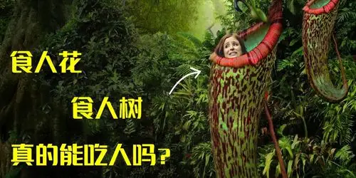 盘点自然界中的食人生物食人花食人树真的能吃人吗