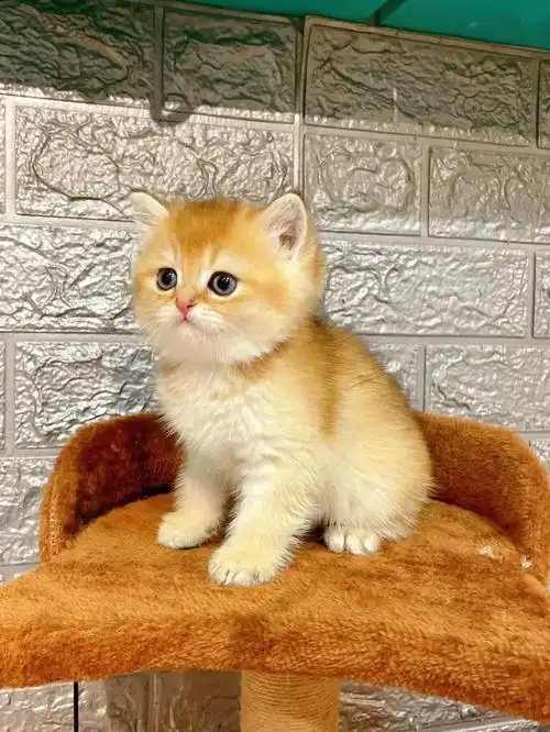 极品金渐层11色弟弟