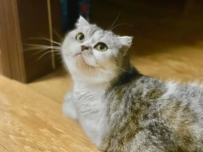 大数据请把萨沙软骨素推给所有折耳铲屎官!