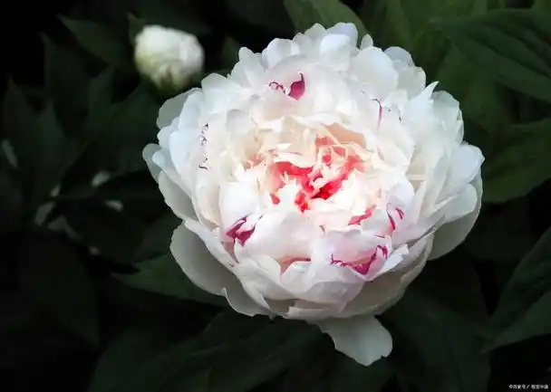 摘要:牡丹是一种被广泛欣赏的花卉,其中有些品种因稀有而价格昂贵.