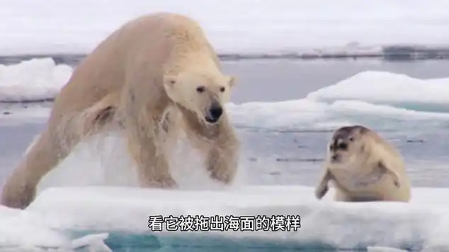 北极熊捕杀1吨重白鲸,一口咬住脑袋,使其当场毙命!