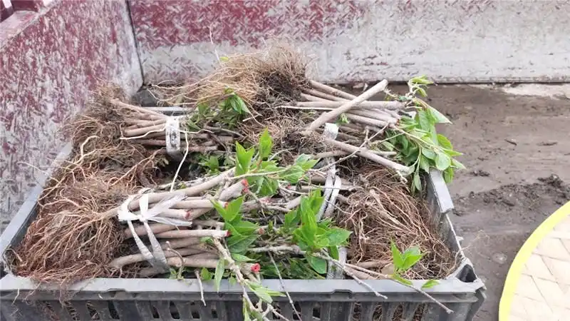 种苗繁育公司从白山种植合作社采购了3120株二年生软枣猕猴桃苗木