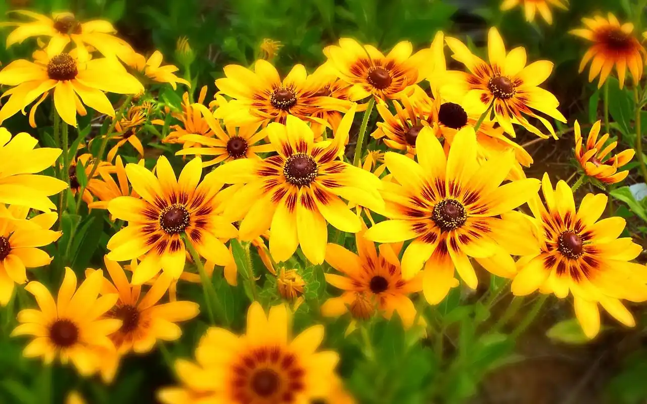 唯美自然黄色野花清新风景高清电脑壁纸图片下载-植物壁纸-手机壁纸