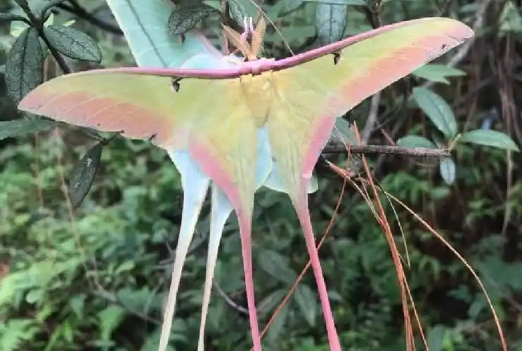 云南雌雄大蚕蛾栖息树尖黄绿相间极其罕见