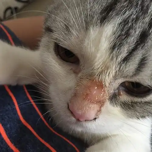 小猫鼻子上有猫藓一直不好 在线等!挺急的!