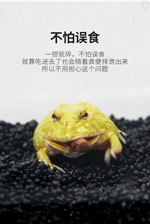 superrep角蛙泥黄金霸王两栖蛙泥黑色底泥蛙类垫材饲养箱造景600g 1.