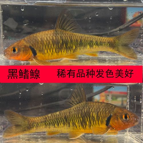 黑鳍鳈川西鳈观赏鱼活体稀少底层鱼好养原生小型淡水冷水江西鳈