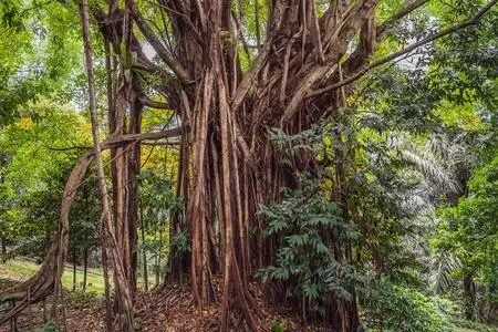 野生大叶榕树图片