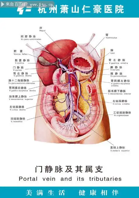 人体器官结构图解挂图