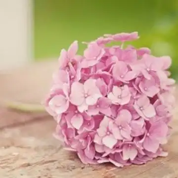 花恋星辰花,风景头像图片-回车桌面