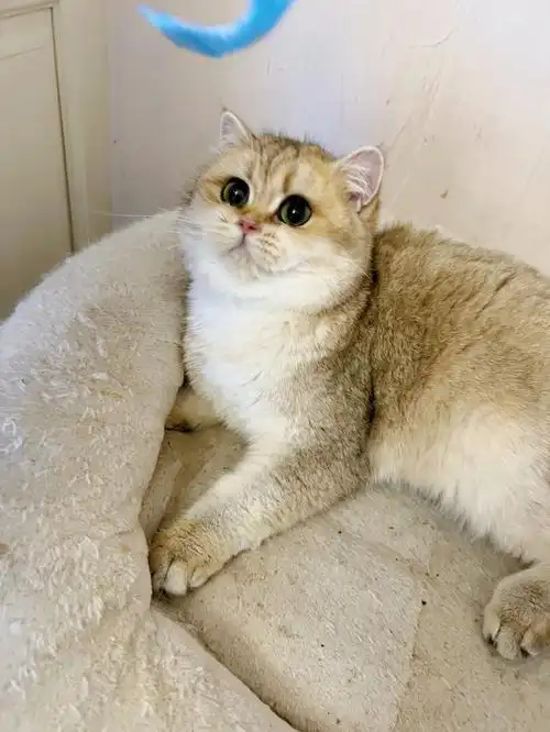 金渐层ny11色妹妹新母很可爱