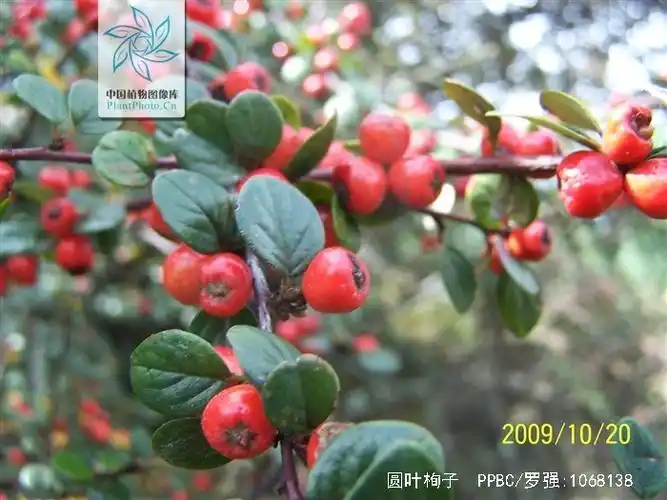 是蔷薇科栒子属植物,常绿灌木,高达4米;枝条开展,小枝灰褐色至黑褐色