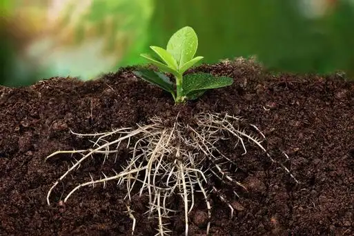 植物根图片
