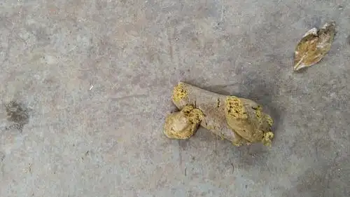 生长猪的正常粪便