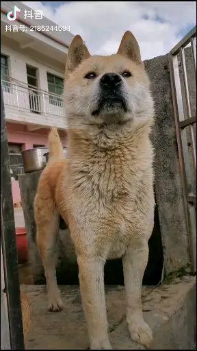 宠物宠物饲养宠物犬中华田园犬(土狗)相关推荐 0:18中华田园犬小泉识