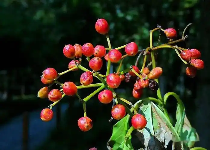 天目琼花春天里很吸引人秋天结得果实也挺耐看的暴马丁香/西海菩提结