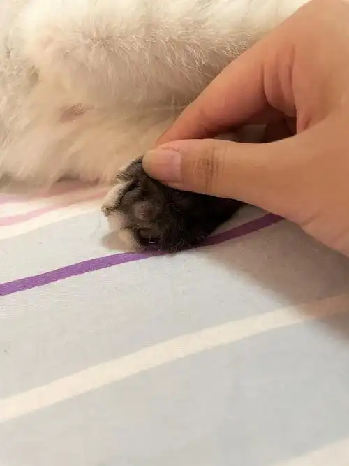 求问折耳猫一定会发病吗