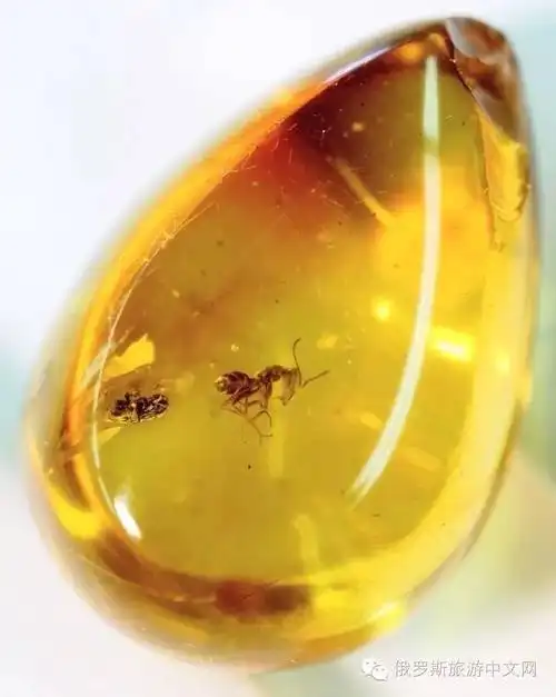 虫珀琥珀中含有琥珀酸,长期佩戴,对人体健康有积极的作用,而且琥珀最