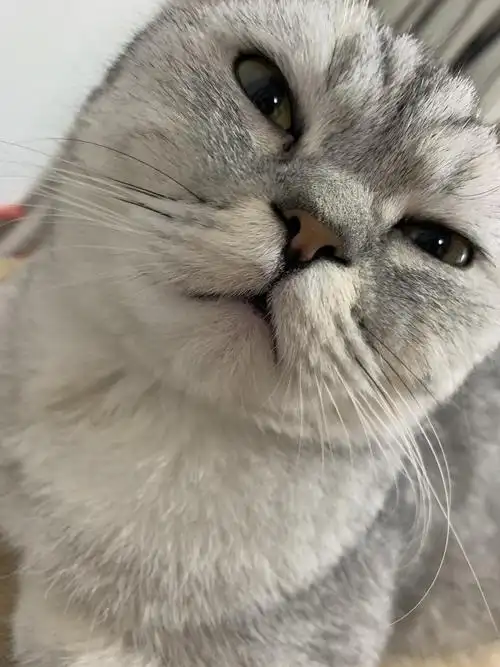 朋友家的丑银渐层