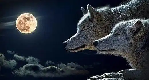 狼道:真正的强者,往往有冒险思维,必为人中龙凤,大富大贵