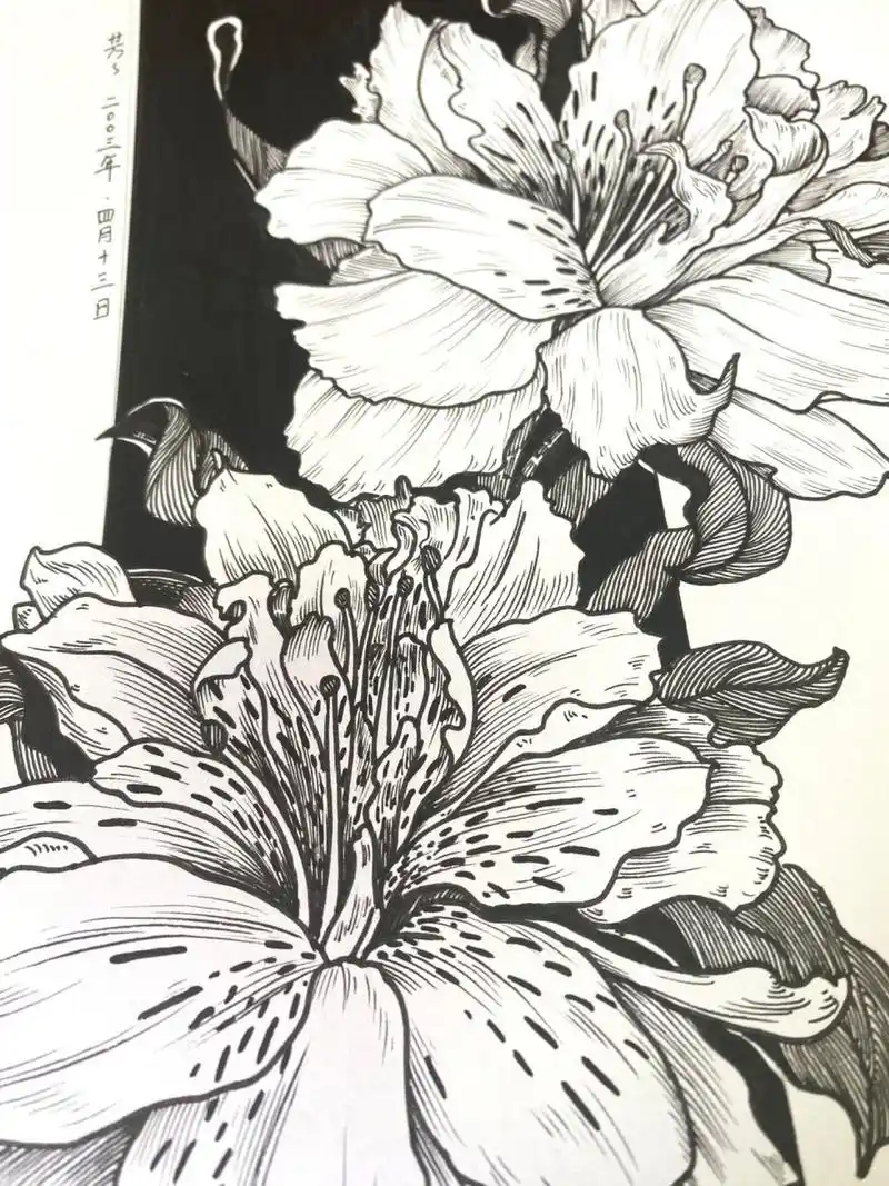 黑白画花卉(33张)/六初花 附过程图,禁止商用,临摹请标注出处 材料