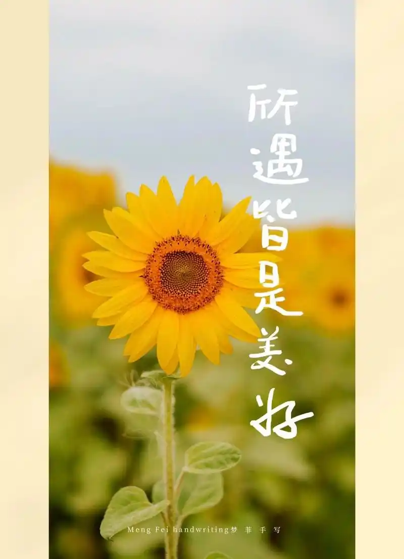 手写壁纸95所遇皆美好 愿你像向日葵97积极又努力 	 向着阳光