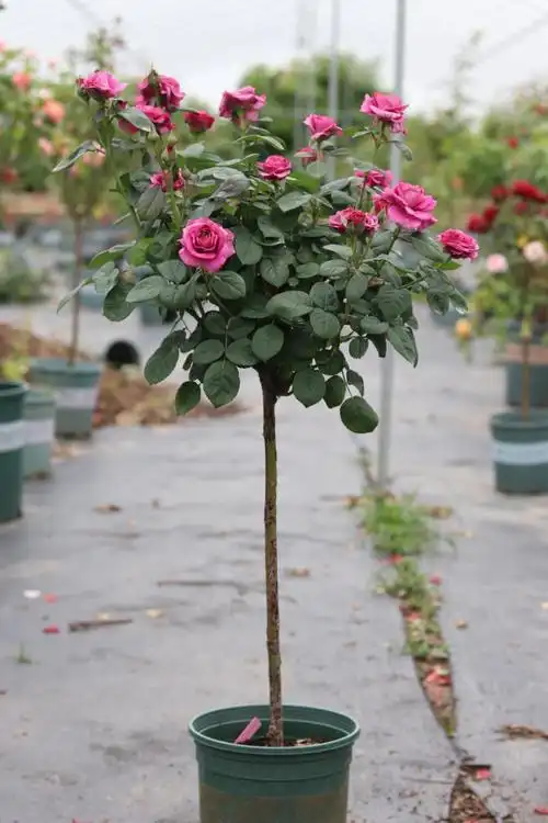 醉花荫 冥王星阳台月季棒棒糖 精品 小树月四季阳台欧月绿植盆栽