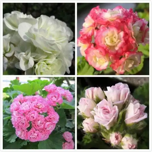 天竺葵哪个品种最勤花