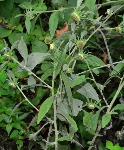 小溪保护区植物烟管头草二