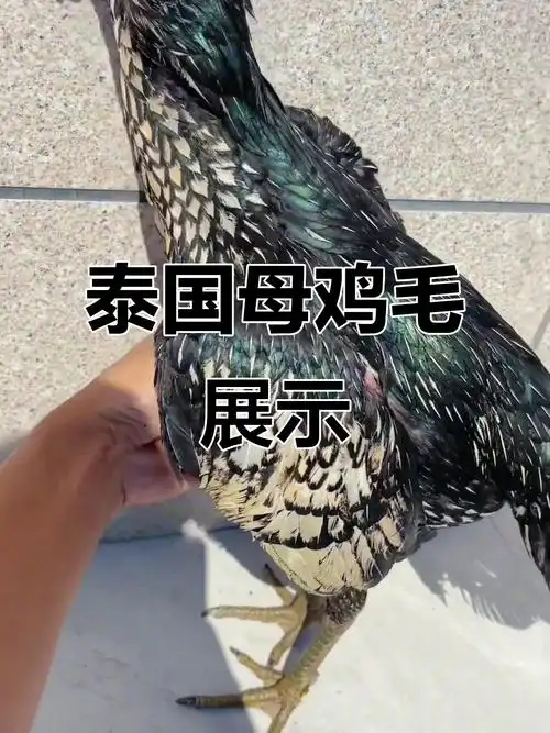 泰国进口母鸡毛大揭秘,超值斗鸡体验