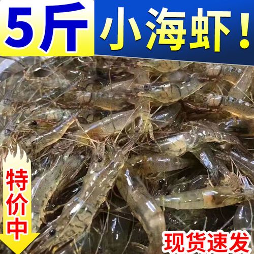 【新货】青岛小海虾海捕小虾小青虾新鲜鲜活冷冻海鲜水产批发